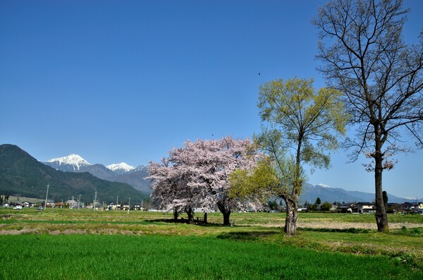水神の桜と常念岳