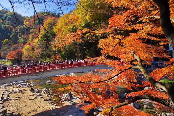 【思いで写真】２０１２年香嵐渓の紅葉