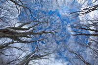 霧氷の空