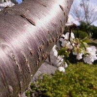 【桜】太陽光をうけて輝く幹