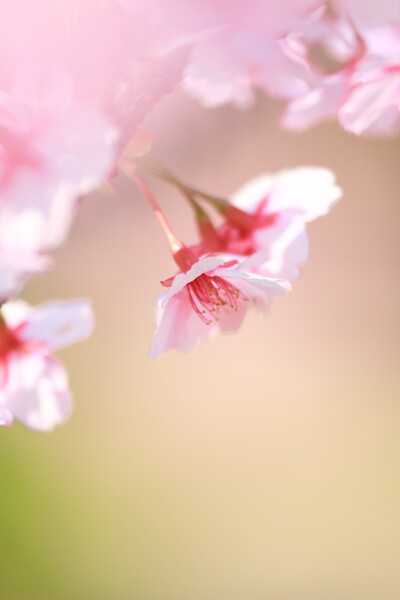 広島の桜シーズン
