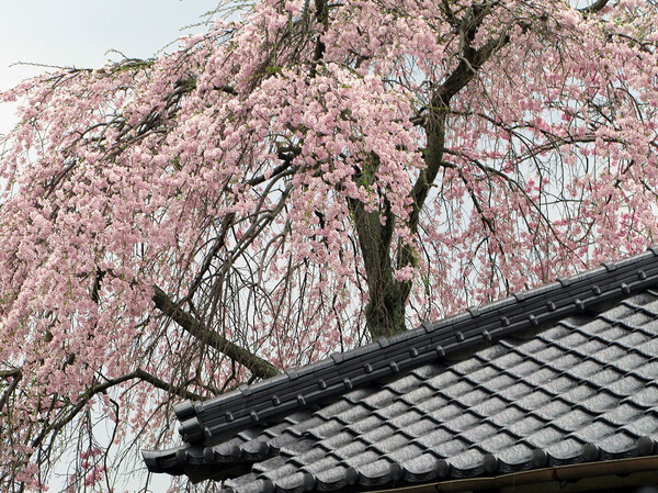 【おだやかに・・・春】枝垂れ桜