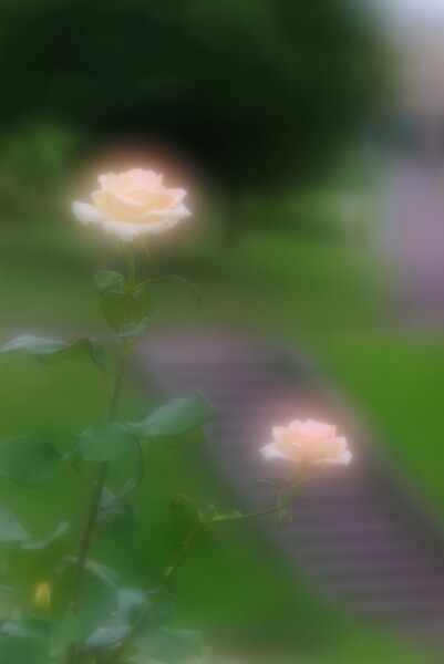 バラのある階段