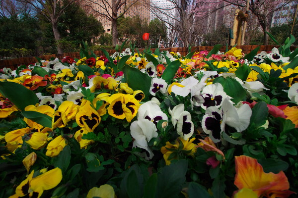 【花のある風景】新宿中央公園の花壇