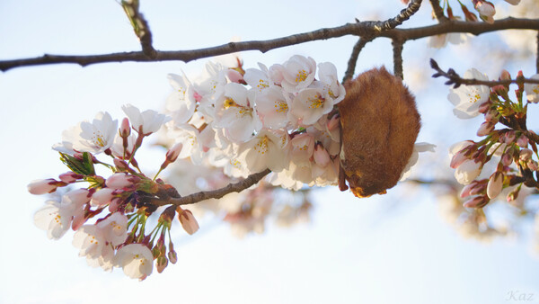 【花のある風景】桜と黄金バット