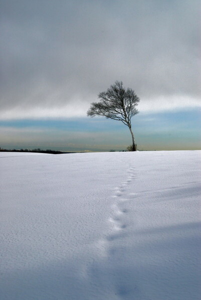白樺に向かって雪を歩く