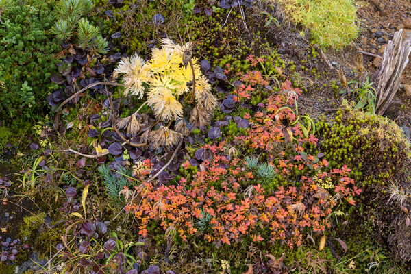 畳平の草紅葉