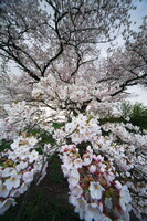 桜のシャワー
