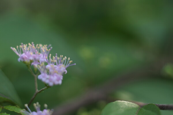 紫式部の花