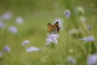 ヒョウモンチョウ