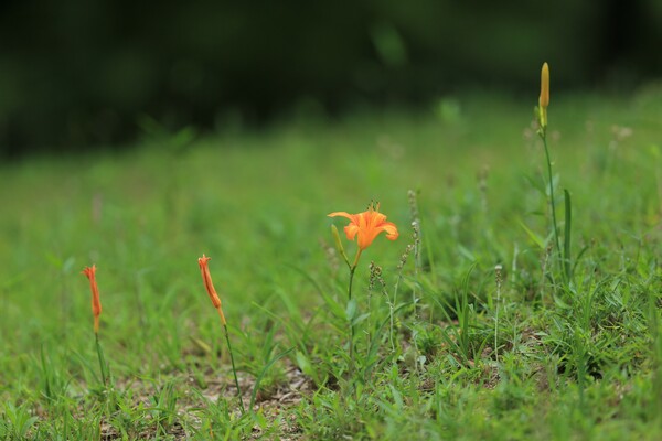 夏の草原にて（そに２）ノカンゾウ