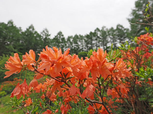 高原のレンゲツツジ〜Ekio１〜