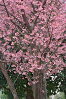 「ザ・ワールド」日本の心　桜