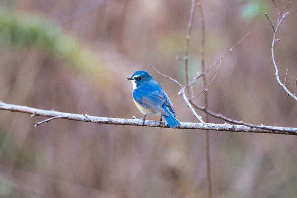【1月に】BlueBird
