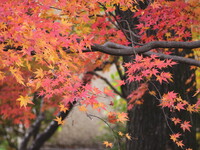 智光山公園秋の彩り