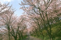 桜トンルル