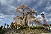 上山市 権現堂のふりそで桜