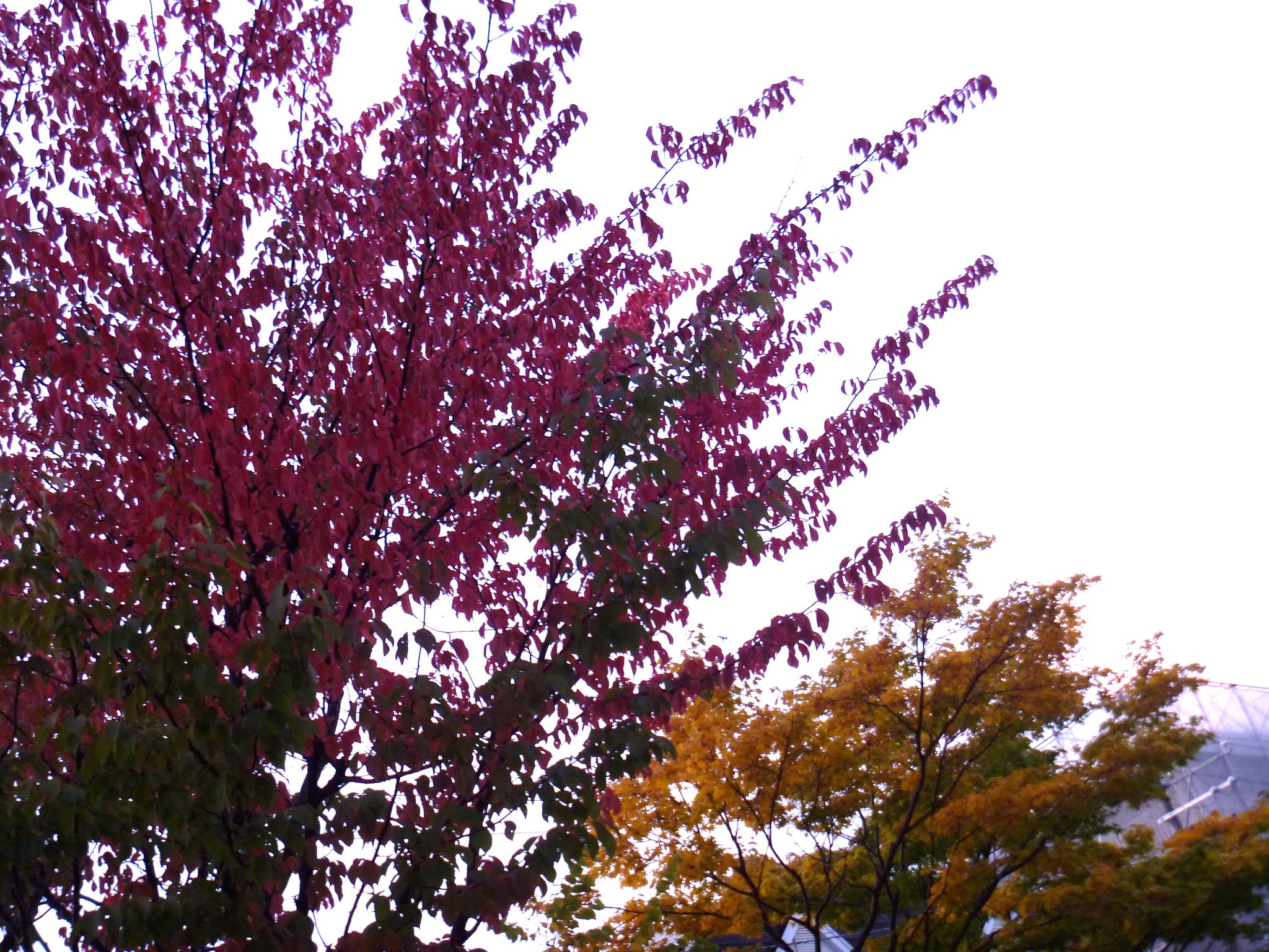 木の葉
