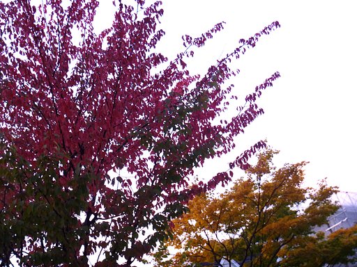 木の葉