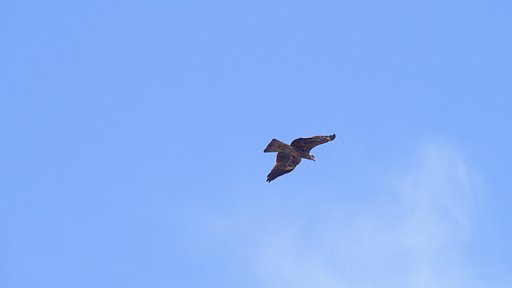 【空】と鳶