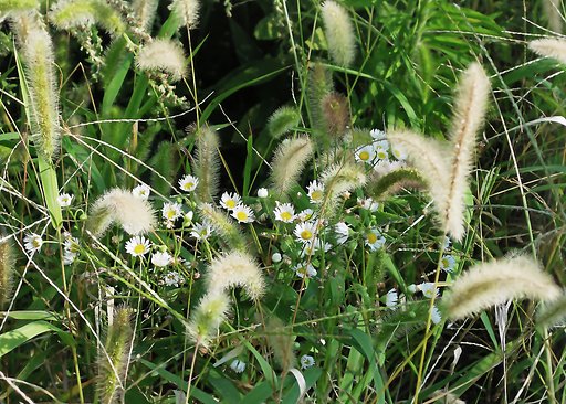 草むらのジャングル、【長】い花、短い鼻