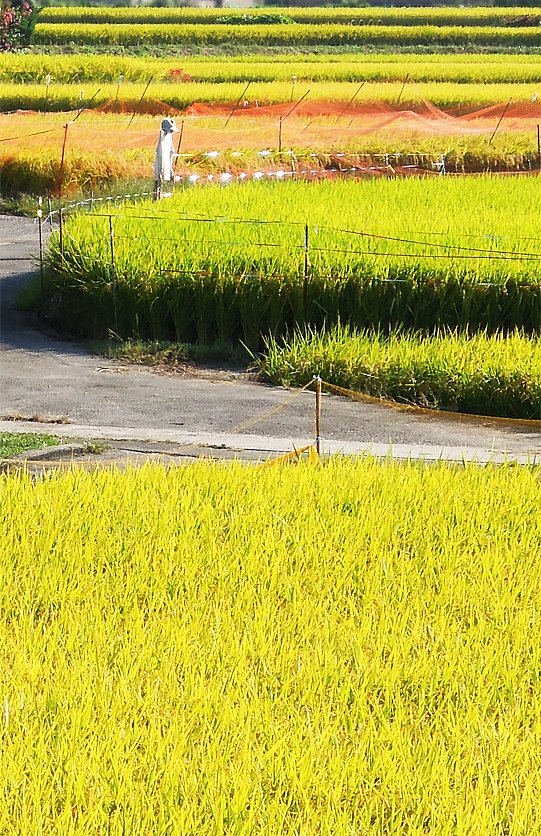 田園縦【長】写真