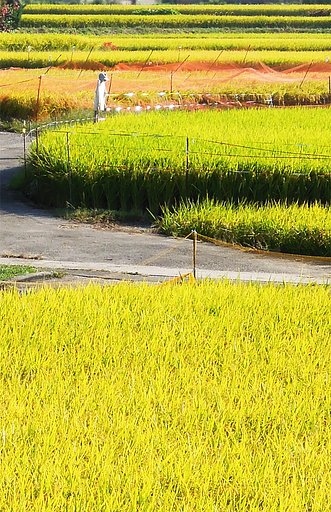 田園縦【長】写真