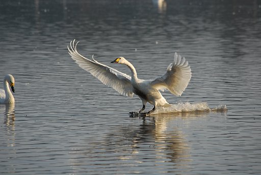 コハクチョウの着水