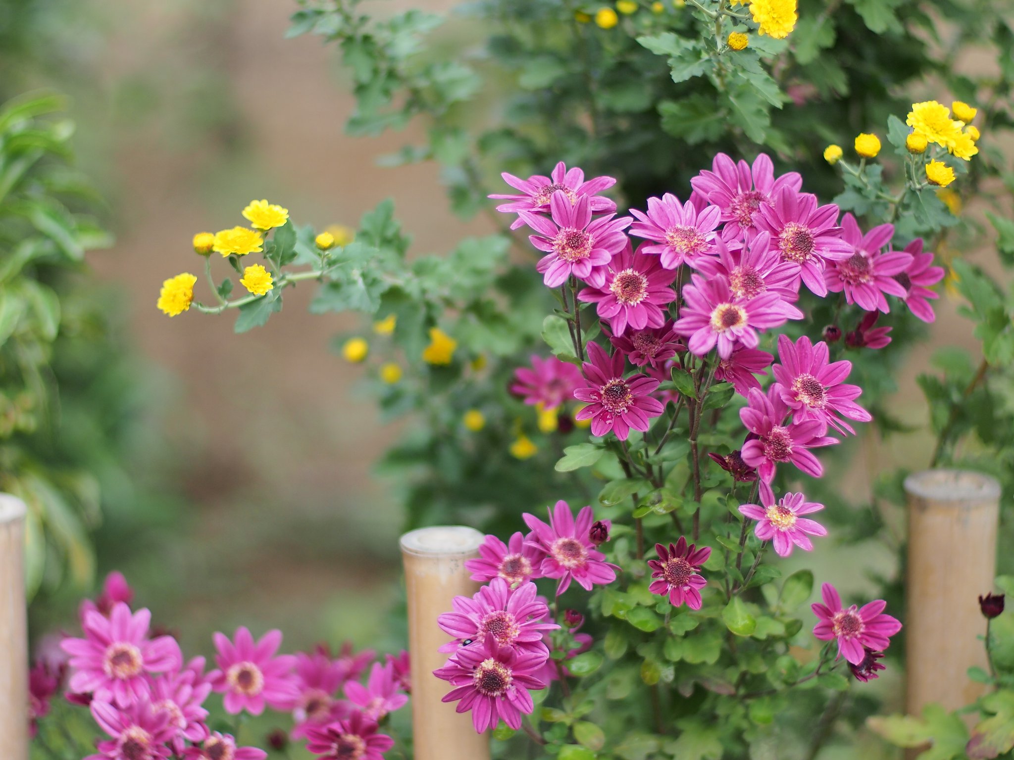 控えめな菊たち