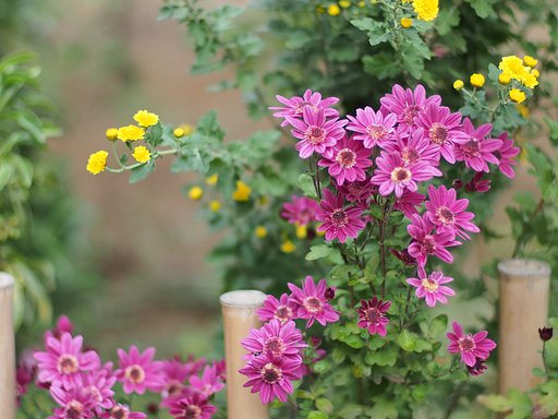 控えめな菊たち