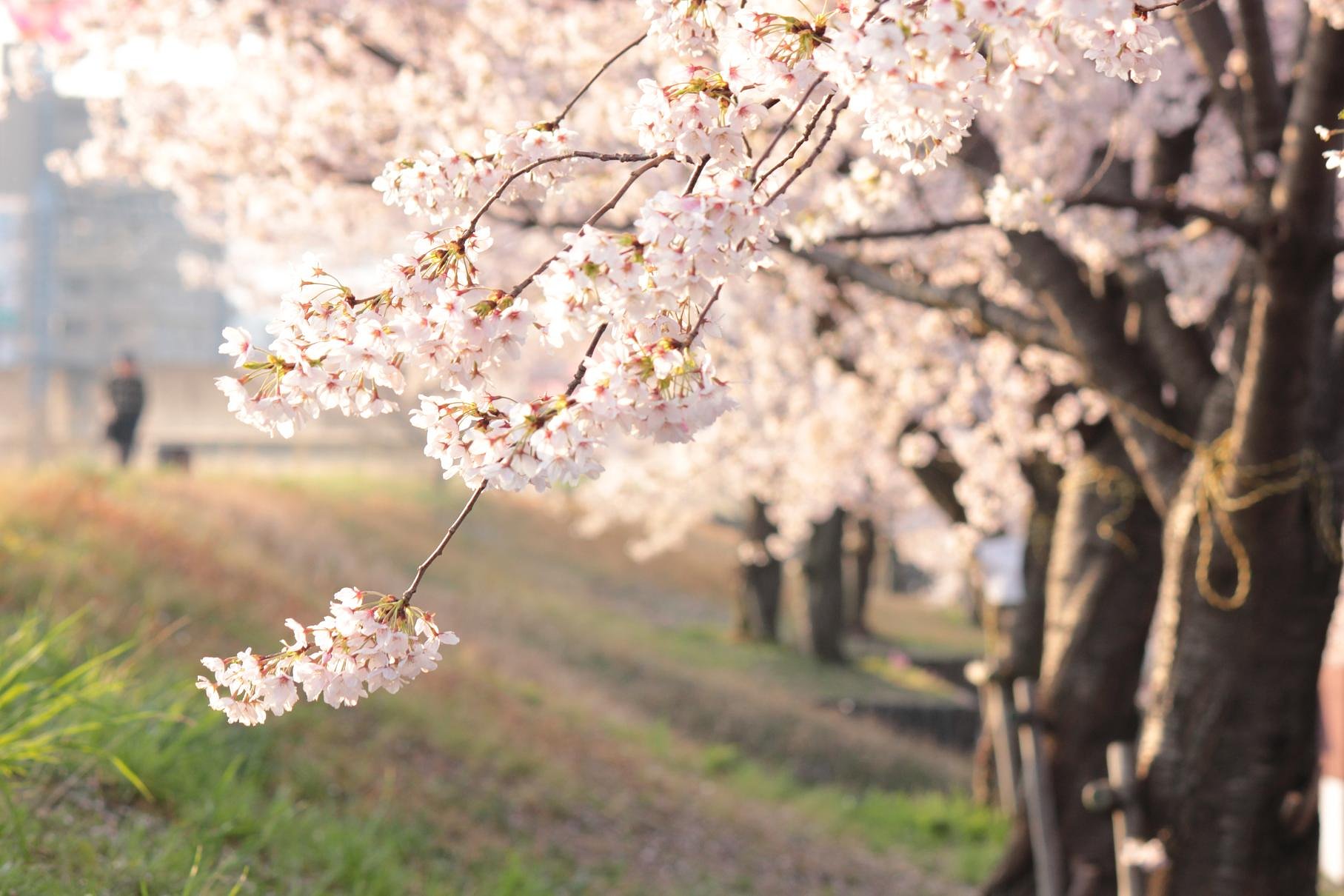 朝日の桜道