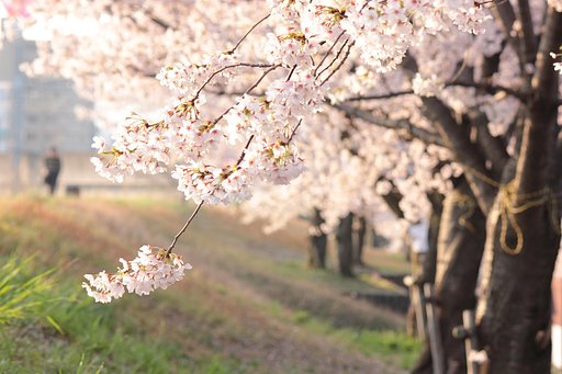 朝日の桜道