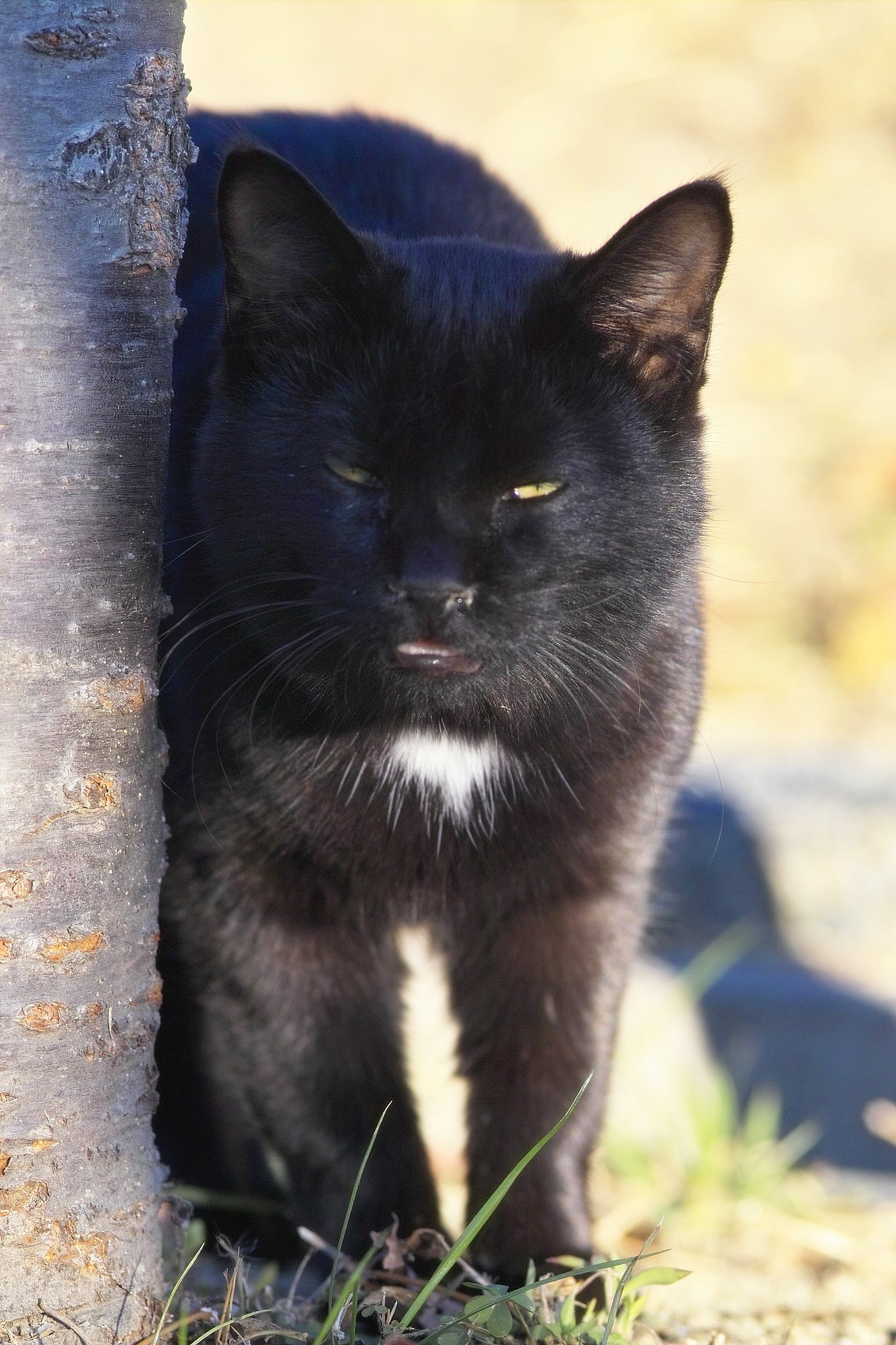 しゃべるねこ