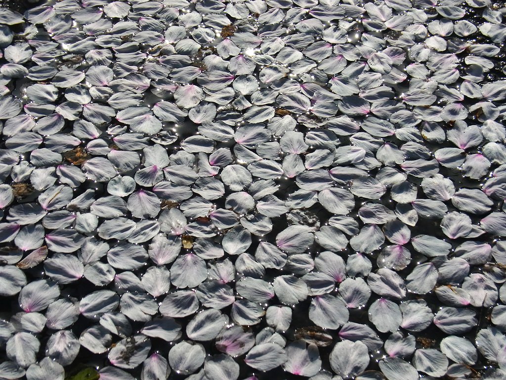 花筏