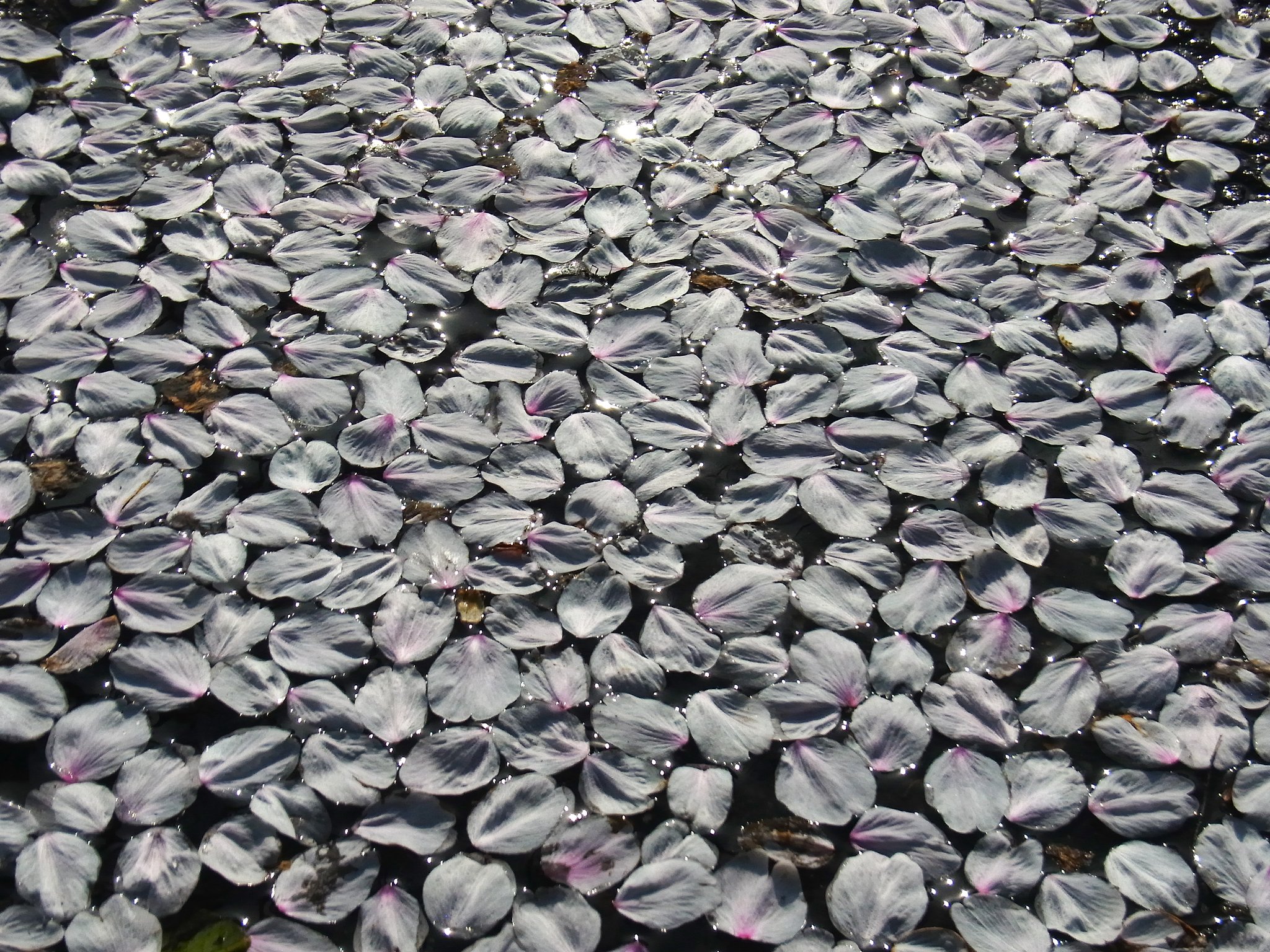 花筏