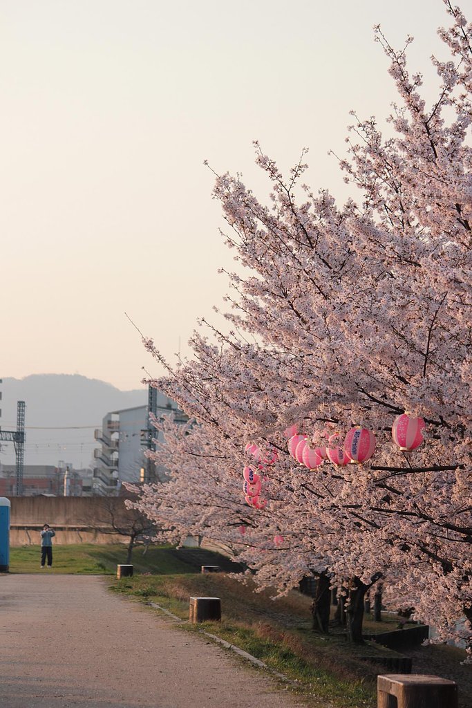 桜色の空