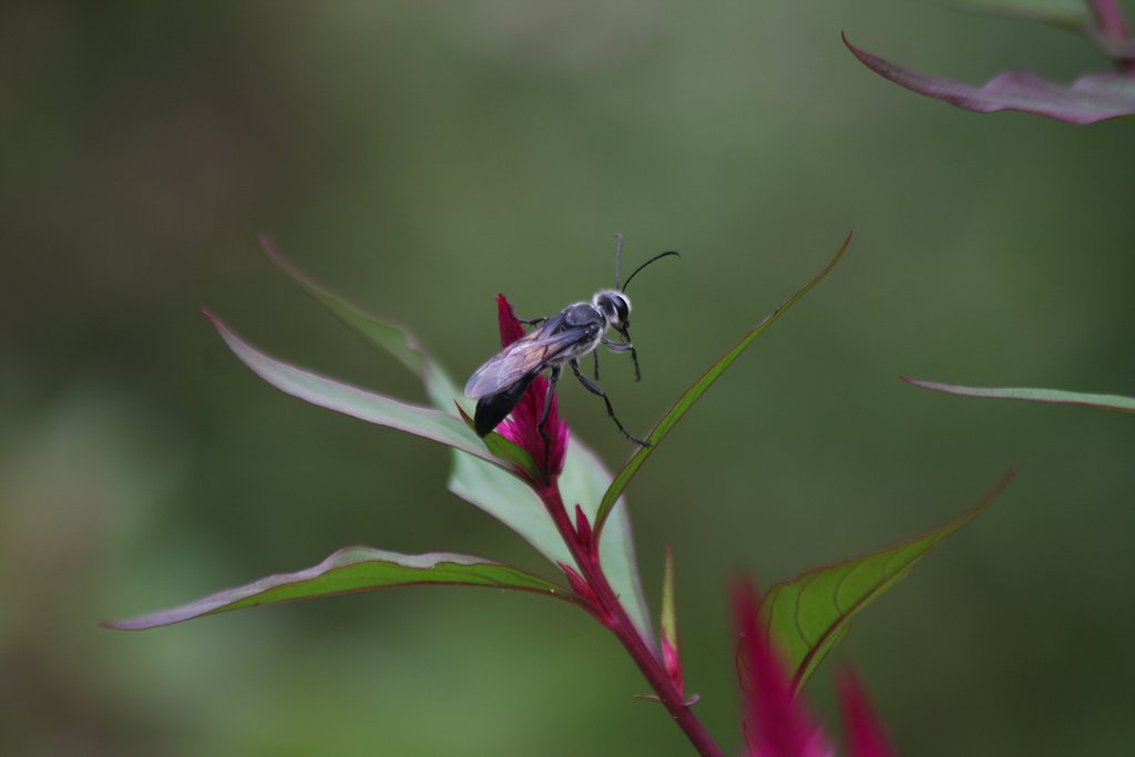 蜂の名は？