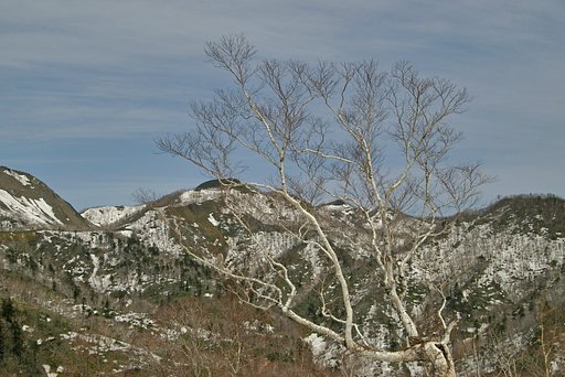 【ＭＦＳ】残雪の早春
