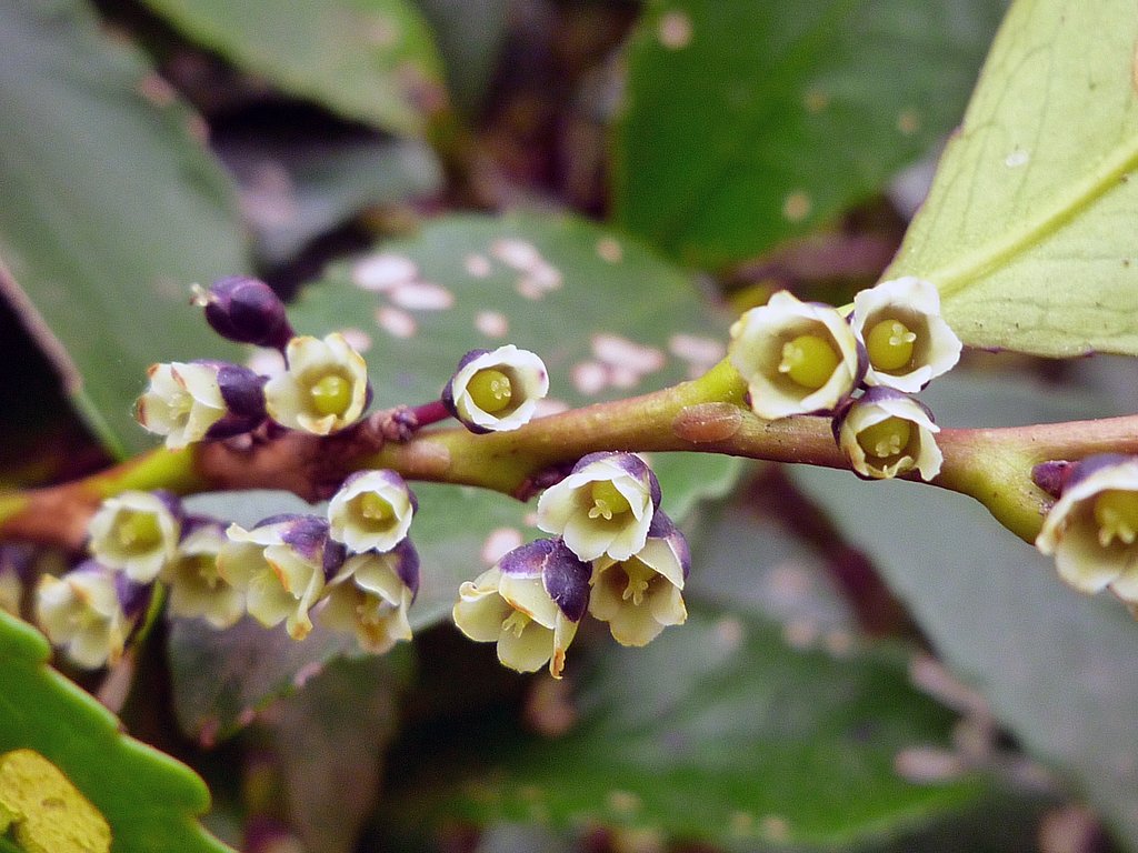 ヒサカキの花