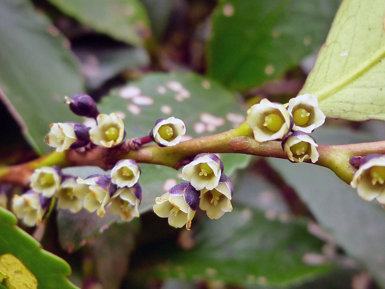 ヒサカキの花