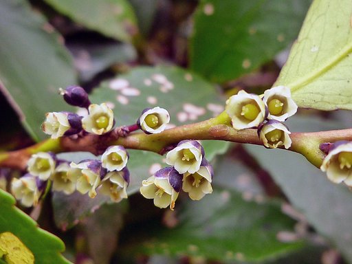 ヒサカキの花
