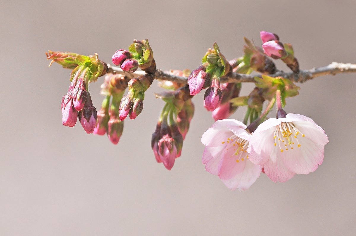 【淡彩】御殿場桜