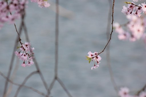 鴨の枝垂れ姿