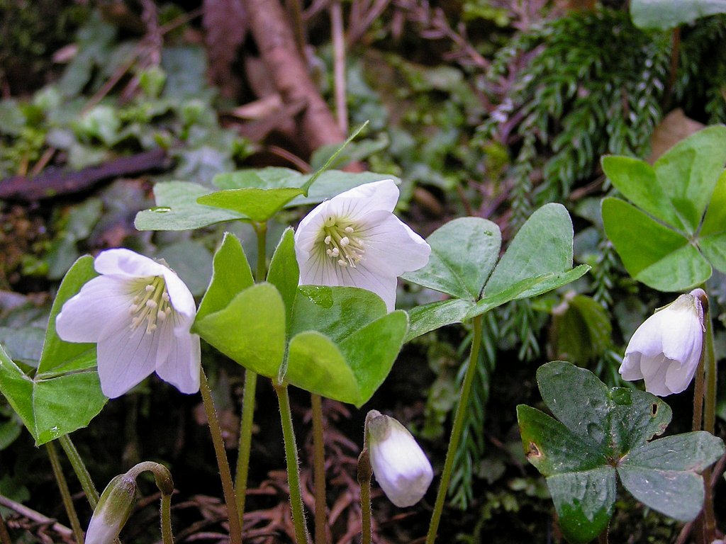 イチリンソウに少し似た花。