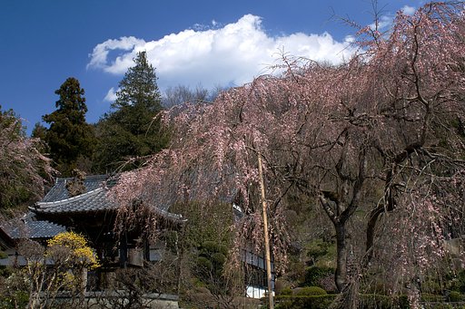 秩父も枝垂れます