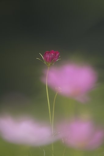 凛!?としなくちゃ！
