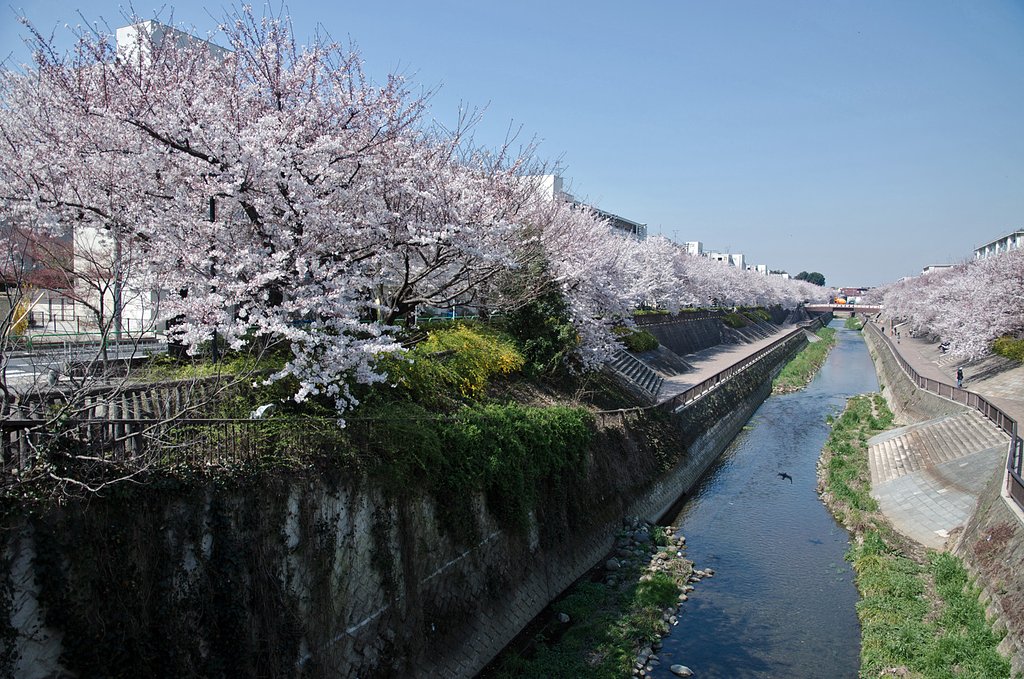 鳥ナップ・桜