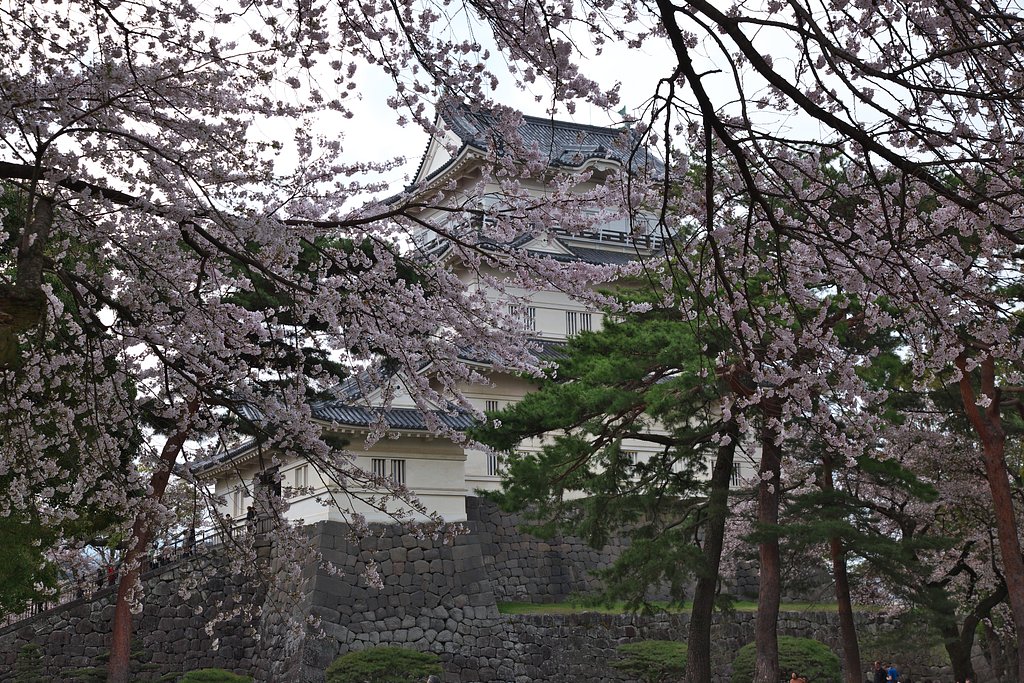 小田原城の桜