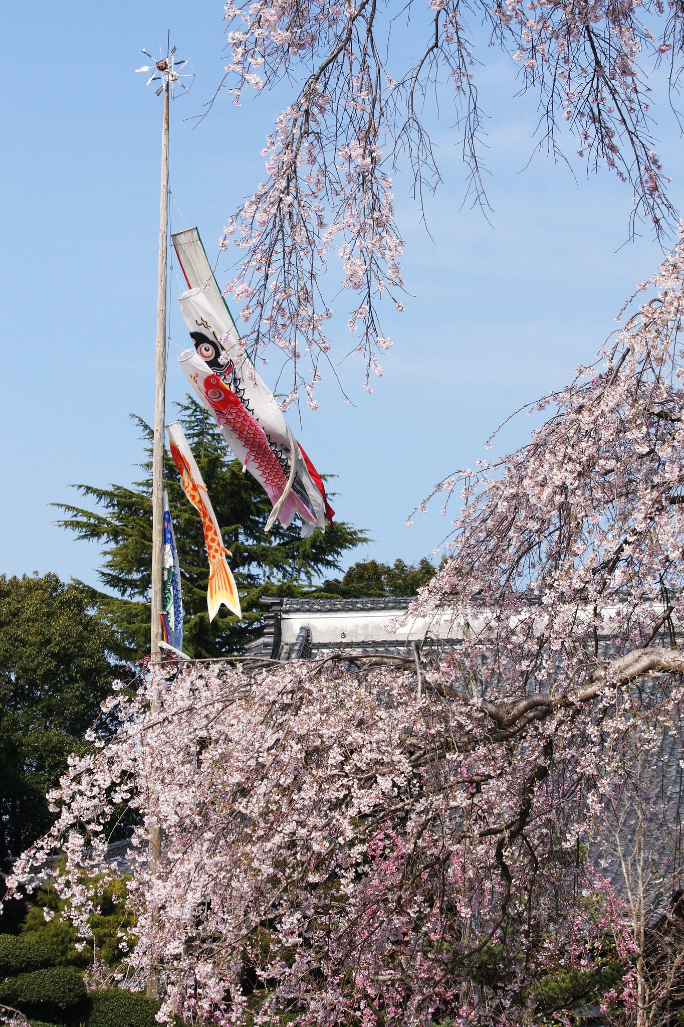 鯉の滝登り
