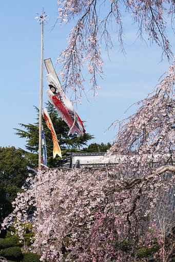 鯉の滝登り